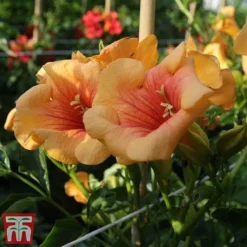 Campsis X Tagliabuana 'Summer Jazz - Gold' -Florist Zone camp jazz3