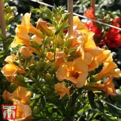 Campsis X Tagliabuana 'Summer Jazz - Gold' -Florist Zone camp jazz4