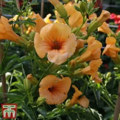 Campsis X Tagliabuana 'Summer Jazz - Gold' -Florist Zone camp jazz6
