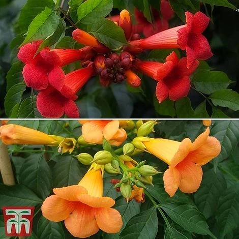 Campsis Duo 2 Campsis Duo - Image 2