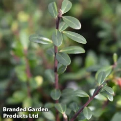 Ilex Crenata 'Caroline Upright' -Florist Zone caroline2