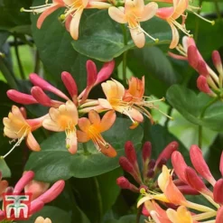 Honeysuckle 'Celestial' -Florist Zone cele2