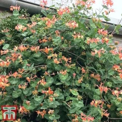 Honeysuckle 'Celestial' -Florist Zone cele3