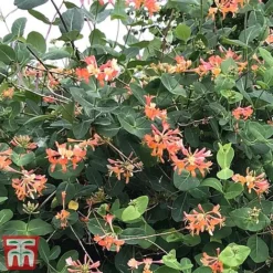 Honeysuckle 'Celestial' -Florist Zone cele4