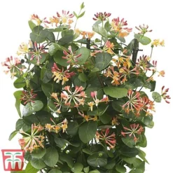 Honeysuckle 'Celestial' -Florist Zone cele5