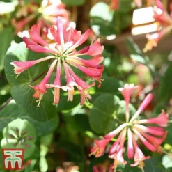Honeysuckle 'Celestial' -Florist Zone cele6