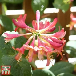 Honeysuckle 'Celestial' -Florist Zone cele7