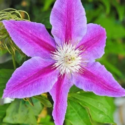 Clematis Large Flowered Trio -Florist Zone clem coll C