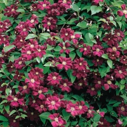 Clematis Large Flowered Trio -Florist Zone clem coll D