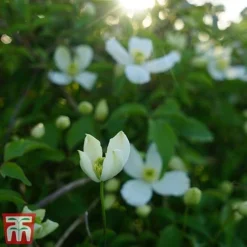 Clematis Montana 'Grandiflora' -Florist Zone clem mont