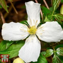 Clematis Montana 'Grandiflora' -Florist Zone clem mont4