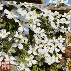 Clematis Montana 'Grandiflora' -Florist Zone clem mont5