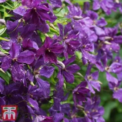 Clematis Viticella 'Polish Spirit' -Florist Zone clem pol3