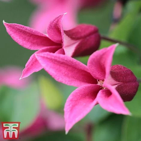 Clematis 'Princess Diana' 1 Clematis 'Princess Diana'