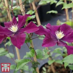 Clematis 'Warszawska Nike' -Florist Zone clem wars3