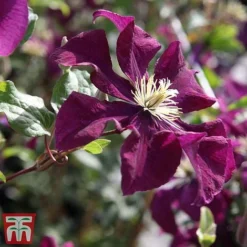 Clematis 'Warszawska Nike' -Florist Zone clem wars4