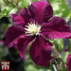 Clematis 'Warszawska Nike' -Florist Zone clem wars5