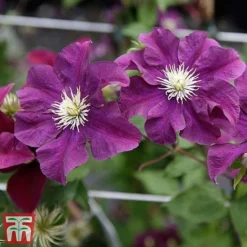 Clematis 'Warszawska Nike' -Florist Zone clem wars6