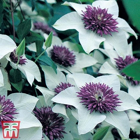 Clematis Florida 'Sieboldii' 4 Clematis Florida 'Sieboldii' - Image 4