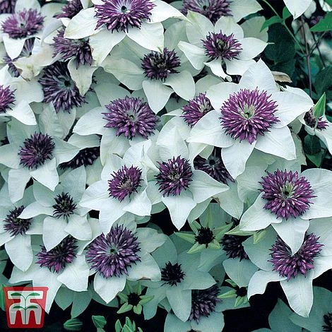 Clematis Florida 'Sieboldii' 2 Clematis Florida 'Sieboldii' - Image 2