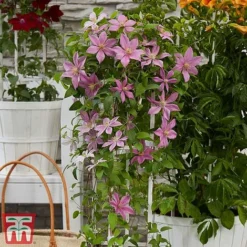 Clematis Patio Collection -Florist Zone clematis4