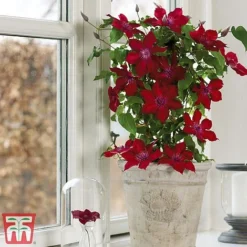 Clematis Patio Collection -Florist Zone clematis5