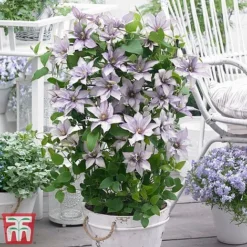 Clematis Patio Collection -Florist Zone clematis8