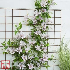 Clematis Patio Collection -Florist Zone clematis9