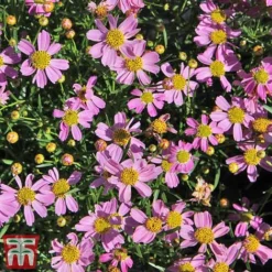 Coreopsis Rosea 'American Dream' -Florist Zone coreopsis american dream3