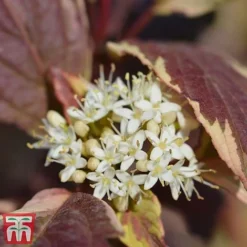Cornus Alba 'Sibirica Variegata' -Florist Zone corn sib4
