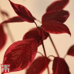 Cornus Alba 'Sibirica Variegata' -Florist Zone corn sib5