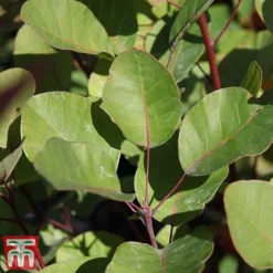 Cotinus Coggygria 7 Cotinus Coggygria -Florist Zone cotti