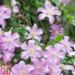 Clematis 'Comtesse De Bouchaud' -Florist Zone countes