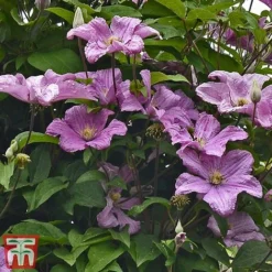 Clematis 'Comtesse De Bouchaud' -Florist Zone countess
