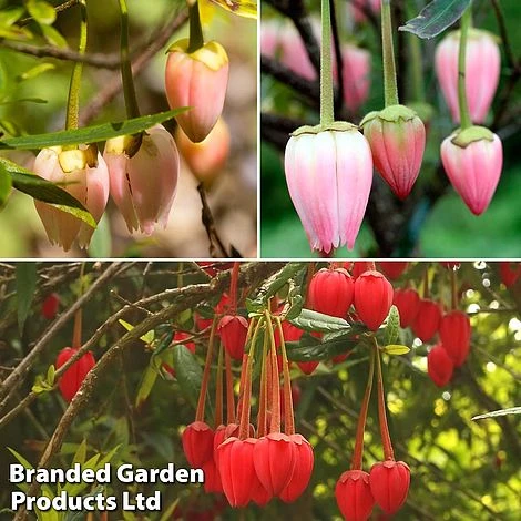 Crinodendron Trio 1 Crinodendron Trio