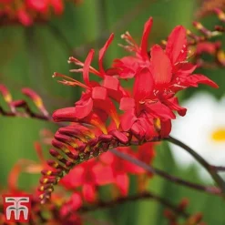 Everlasting Perennial Collection -Florist Zone crocosmia2
