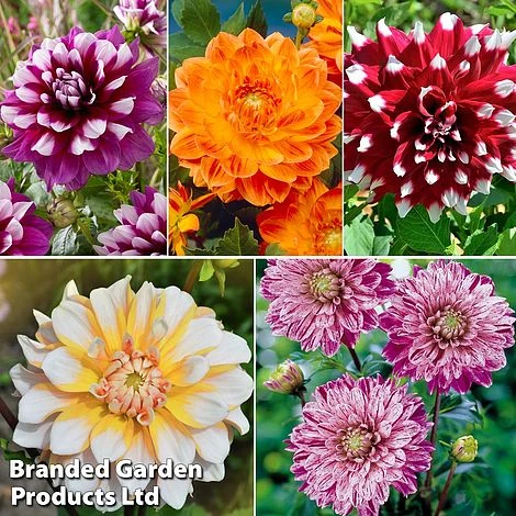 Dahlia 'Perfect Patchwork Collection' 1 Dahlia 'Perfect Patchwork Collection'