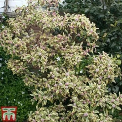 Daphne Odora 'Rebecca' 5 Daphne Odora 'Rebecca' -Florist Zone daphne rebecca 2