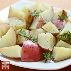 Potato 'T&M All Year Round Collection' -Florist Zone desir