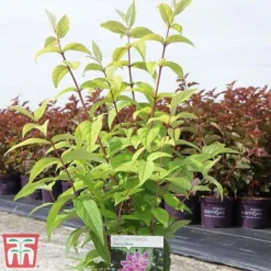 Deutzia X Hybrida 'Perle Rose' -Florist Zone deut pere