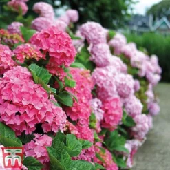 Hydrangea Macrophylla 'Early Pink'
