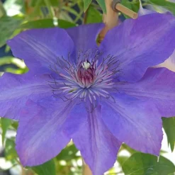 Clematis Edda™ Evipo074 -Florist Zone edda2