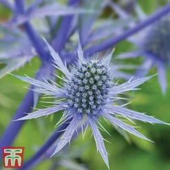 Everlasting Perennial Collection -Florist Zone eryngium planum2