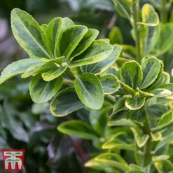 Euonymus Japonicus 'Aureomarginatus' -Florist Zone euon 3