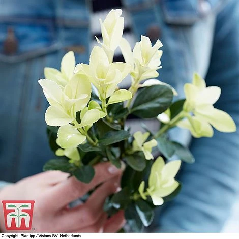 Euonymus Japonicus 'Himalaya' 2 Euonymus Japonicus 'Himalaya' - Image 2