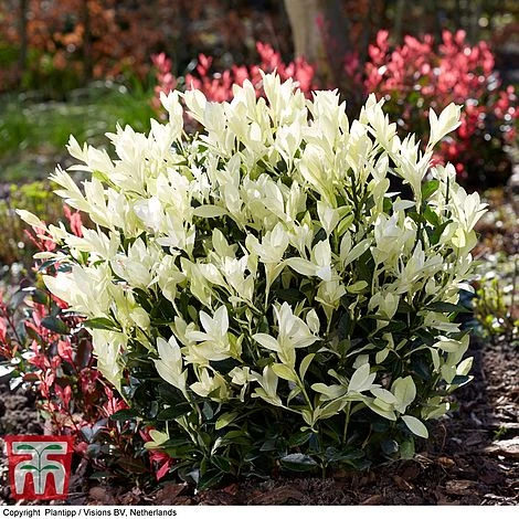 Euonymus Japonicus 'Himalaya' 1 Euonymus Japonicus 'Himalaya'