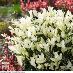 Euonymus Japonicus 'Himalaya' 10 Euonymus Japonicus 'Himalaya' -Florist Zone euon hima3