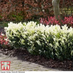 Euonymus Japonicus 'Himalaya' 11 Euonymus Japonicus 'Himalaya' -Florist Zone euon hima4