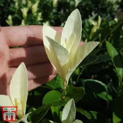 Euonymus Japonicus 'Himalaya' 12 Euonymus Japonicus 'Himalaya' -Florist Zone euon hima5