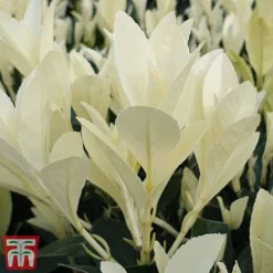 Euonymus Japonicus 'Himalaya' 13 Euonymus Japonicus 'Himalaya' -Florist Zone euon hima6